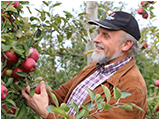 Menuübutton zu alten Gartentricks und Gartentipps fr ökologischen Pflanzenschutz, Obstsorten und Apfellagerung