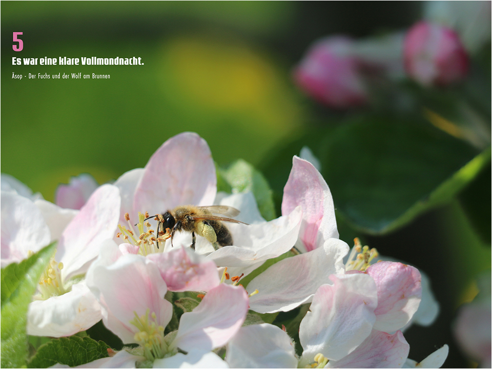 Rolker Ökofrucht Mai 2024 Apfelblte mit Biene