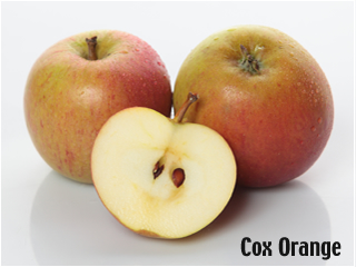 Der Cox Orange von Rolker Ökofrucht