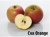 Der Cox Orange von Rolker Ökofrucht