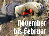 Das Obstbaujahr von November bis Februar