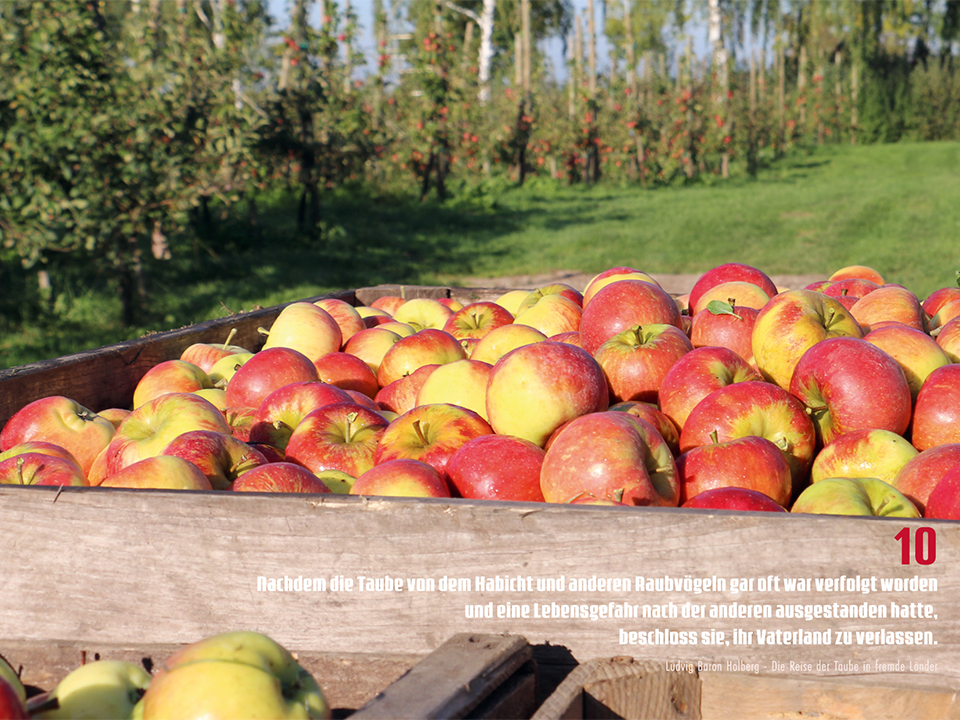 Rolker Ökofrucht Oktober Ansichten 2023 Großkiste mit neuer Ernte Bio Äpfel