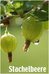 Stachelbeeren - aus ökologischem Anbau von Rolker Ökofrucht